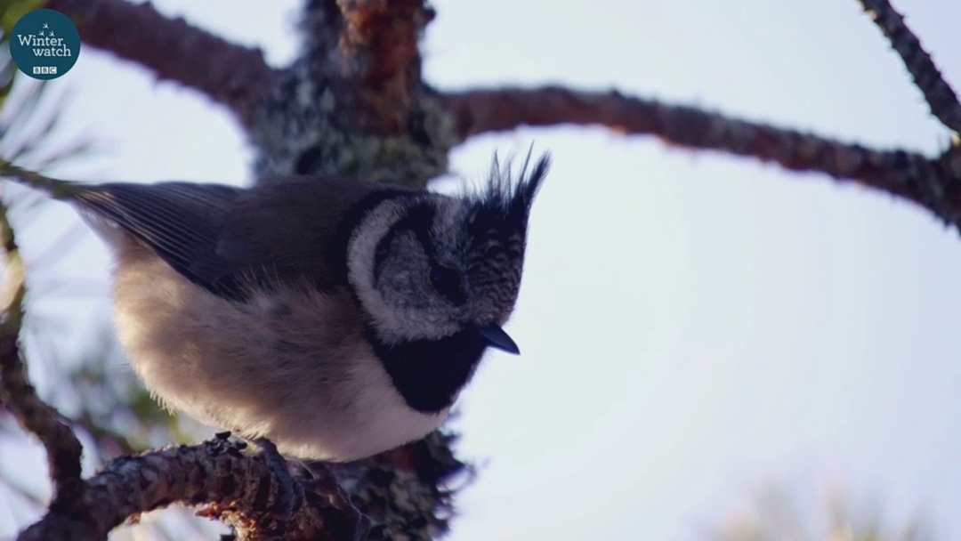 Warming two million hearts in cold winter: a crested tit on Winterwatch | BBC