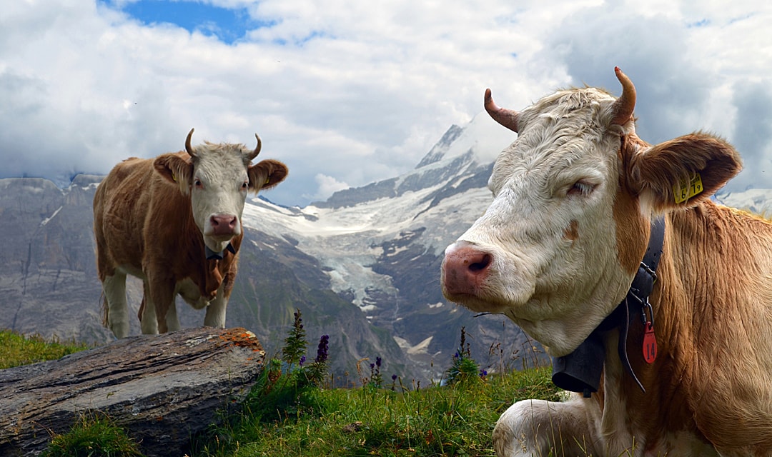 Swiss agricultural icons: Alpine terrain means Switzerland cannot be self-sufficient in food | CC0