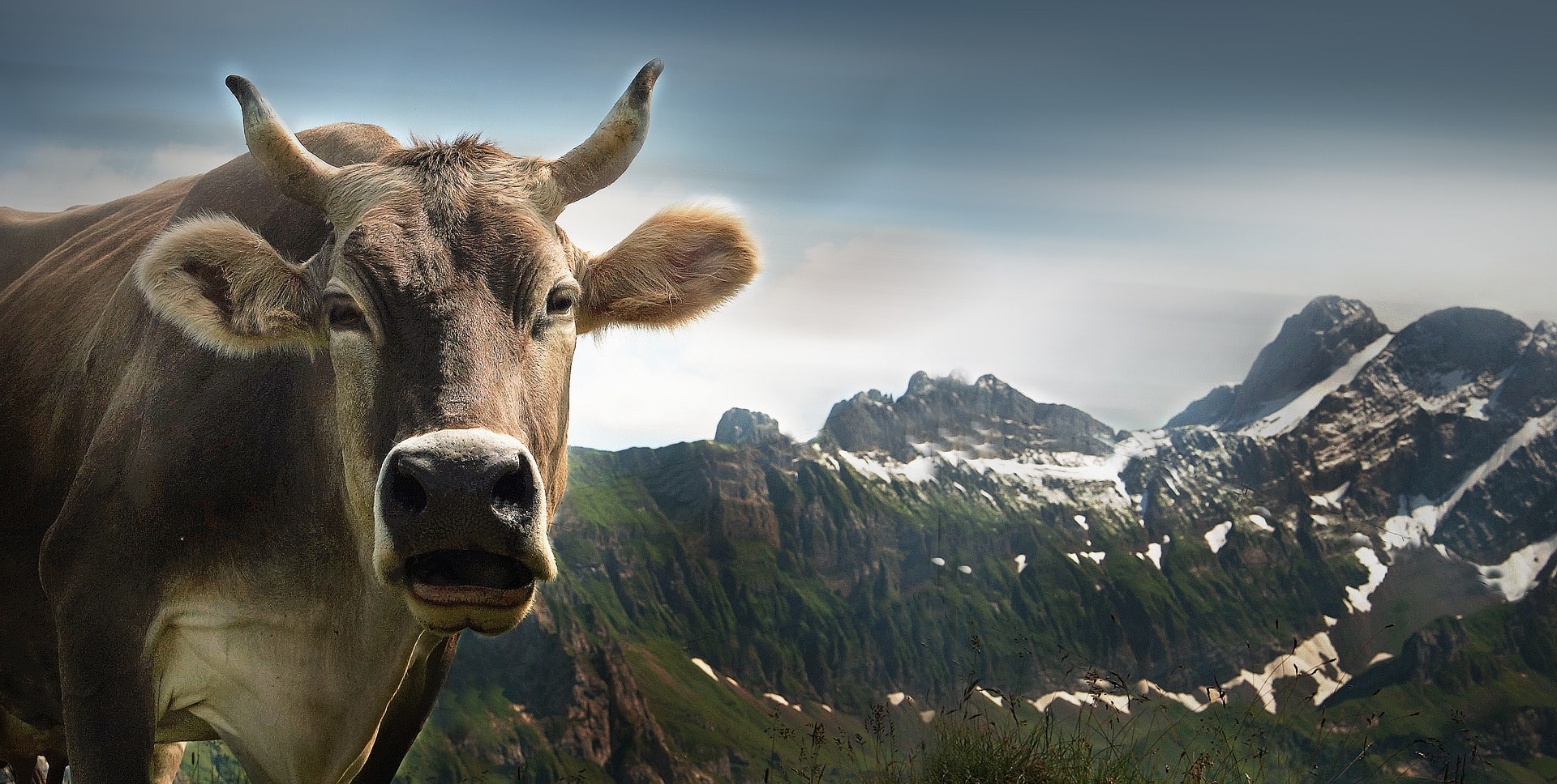 Happy cow? Most cattle in Switzerland have their horns removed while they are young | CC0