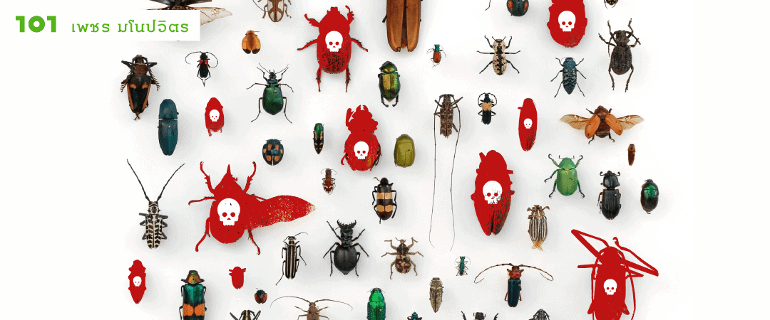 จาก Silent Spring ถึง พาราควอต : การหายไปของแมลงในโลกแห่งยาพิษ