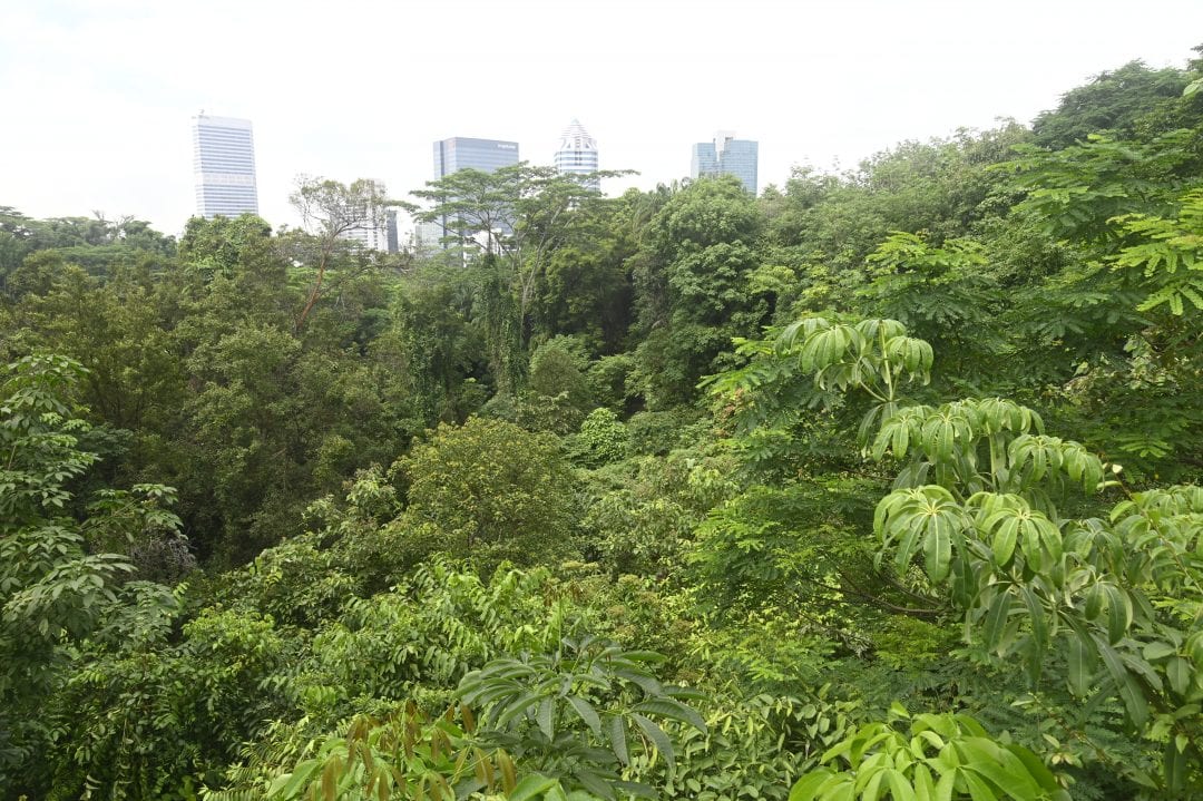 ต้นไม้ สวย ป่า ในกรุงเทพ