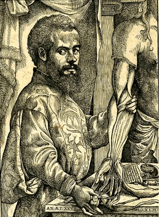 Vesalius (1514-1564)